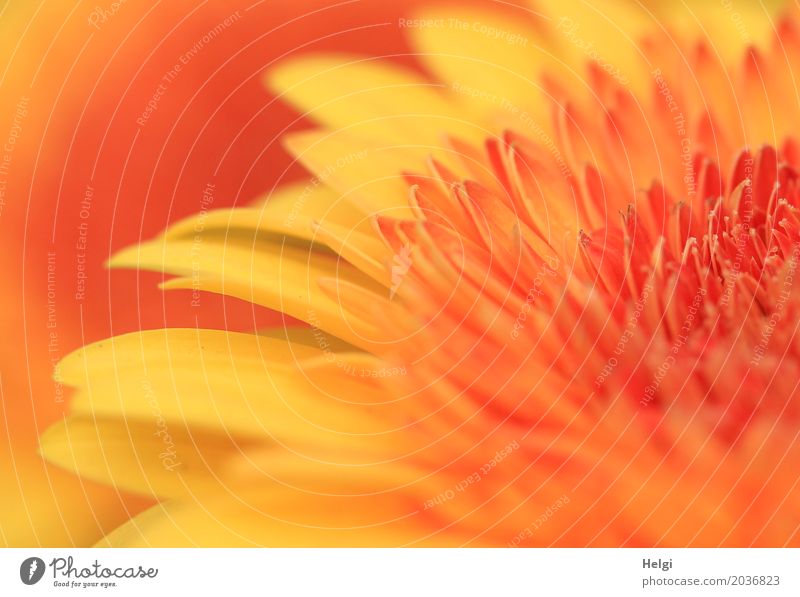 gelb-orange Umwelt Natur Pflanze Blume Blüte Gerbera Blühend Wachstum Duft schön einzigartig natürlich ästhetisch Blütenblatt Farbfoto mehrfarbig Außenaufnahme