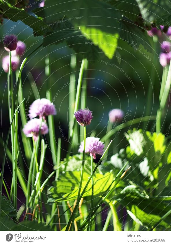 Blütenstand des Schnittlauchs Kräuter & Gewürze Ernährung Bioprodukte Vegetarische Ernährung Pflanze Nutzpflanze Lauchgemüse Garten Wachstum frisch Gesundheit