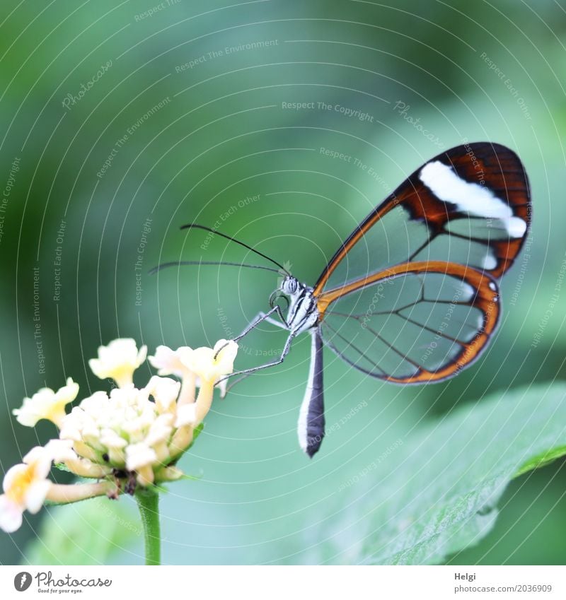 filigrane Schönheit Pflanze Blatt Blüte Tier Schmetterling Edelfalter 1 festhalten ästhetisch außergewöhnlich schön einzigartig klein natürlich gelb grau grün