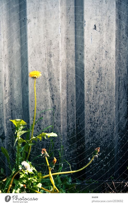 Steiler Zahn Umwelt Natur Sommer Pflanze Blume Nutzpflanze Wildpflanze Löwenzahn Unkraut Heilpflanzen Mauer Wand Blühend Wachstum authentisch dünn trist wild