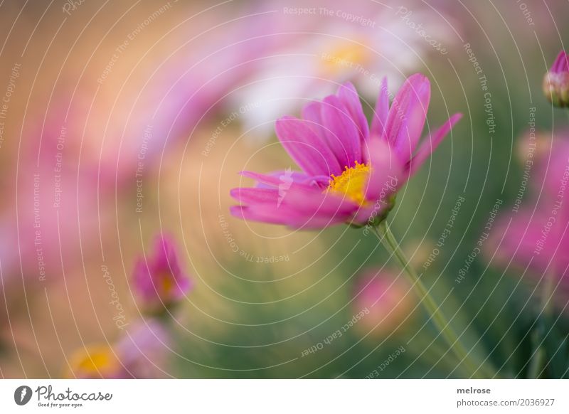 " Ego " Valentinstag Muttertag Geburtstag Natur Erde Frühling Schönes Wetter Pflanze Blume Gras Sträucher Blatt Blüte Wildpflanze Blütenblätter Margerite