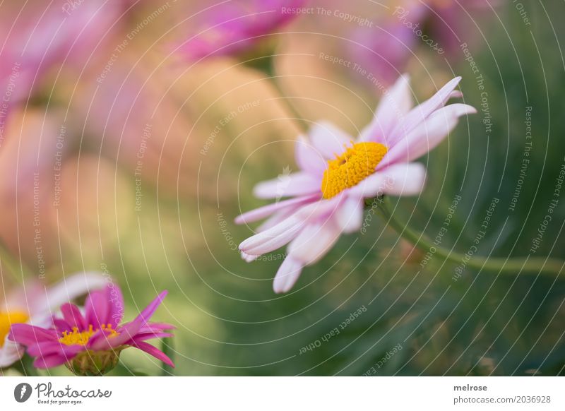 strecken und verbiegen Valentinstag Muttertag Geburtstag Natur Pflanze Erde Sonnenlicht Frühling Schönes Wetter Blume Sträucher Blatt Blüte Wildpflanze Wiese