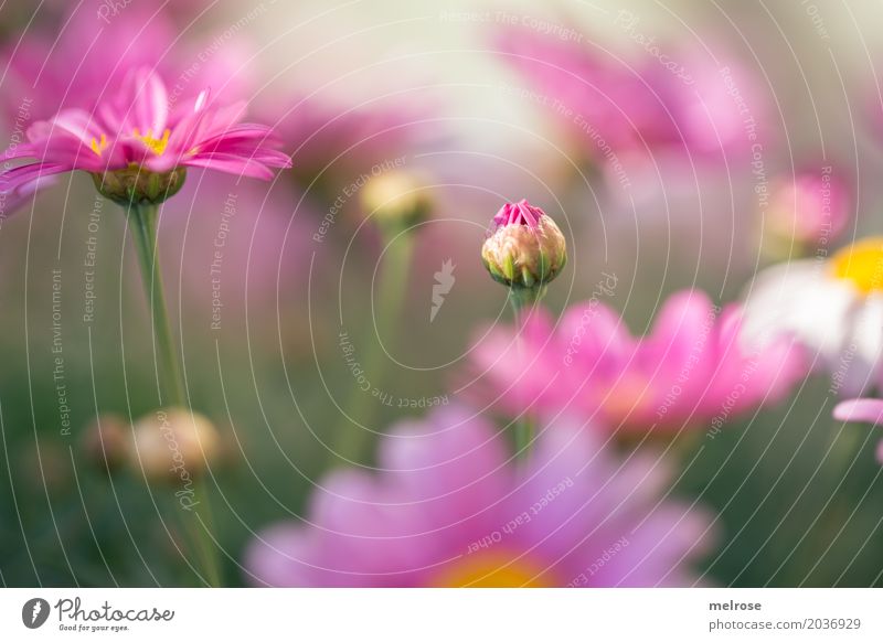 Kuckuck ... elegant Stil Valentinstag Muttertag Natur Pflanze Sonnenlicht Frühling Schönes Wetter Blume Gras Sträucher Blüte Wildpflanze Margerite