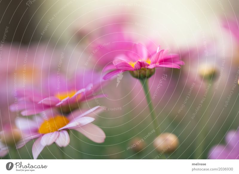 wachgeküsst Natur Pflanze Sonnenlicht Frühling Schönes Wetter Blume Gras Sträucher Blatt Blüte Wildpflanze Margerite Korbblütengewächs Blütenstiel Blütenknospen