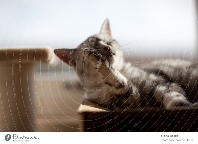 Morgenwäsche Haustier Katze Tiergesicht Pfote 1 Reinigen kuschlig lecker natürlich Sauberkeit schön braun grau Gefühle Zufriedenheit Lebensfreude Leidenschaft