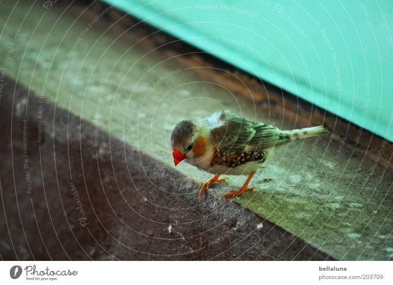 Auf dem Sprung Tier Wildtier Vogel 1 hocken Zebrafink Fink Farbfoto mehrfarbig Innenaufnahme Morgen Tag Tierporträt Blick nach unten