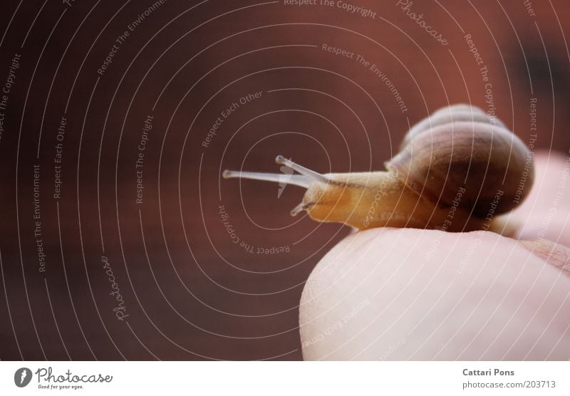 SnailTrail Tier Wildtier Schnecke 1 Tierjunges nah schleimig Aussicht Blick Neugier Farbfoto Außenaufnahme Tag Totale Tierporträt Ganzkörperaufnahme Profil