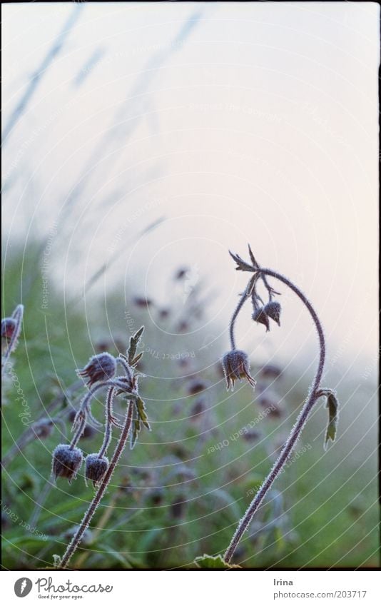 Geum rivale analog Pflanze Nelkenwurz Bachnelkenwurz Natur Frost Raureif Gedeckte Farben Außenaufnahme Textfreiraum oben Morgendämmerung Schwache Tiefenschärfe