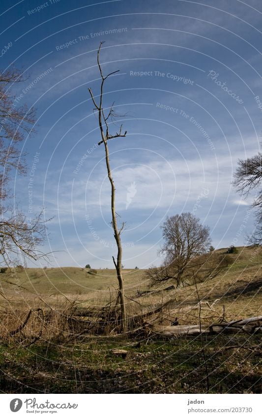 nackt. wehrlos. Umwelt Dürre Baum Feld Zeichen dehydrieren Tod Verfall Himmel laublos kahl Totholz Baumstamm vertikal Waldsterben