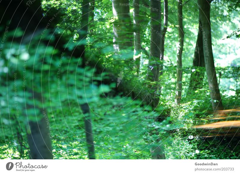 wo lang? da lang! [Spiegelung] Umwelt Natur Landschaft Pflanze Urelemente Wetter Schönes Wetter Baum außergewöhnlich schön Stimmung Farbfoto Menschenleer Tag