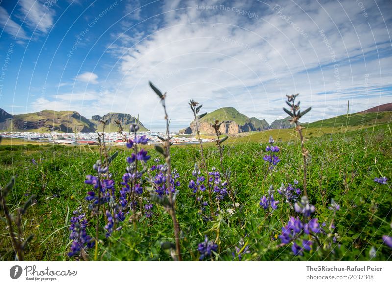 Heimaey City Umwelt Natur Landschaft Schönes Wetter blau grün violett Insel Vulkaninsel Island Tourismus Stadt Blume Hügel Wolken Gras Perspektive Farbfoto