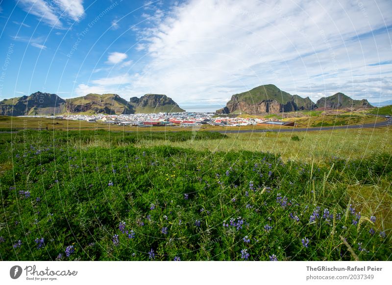 Vulkaninsel Umwelt Natur Landschaft Schönes Wetter blau grün violett weiß Heimaey Island Wiese Blume Aussicht Hügel Tourismus Farbfoto Außenaufnahme