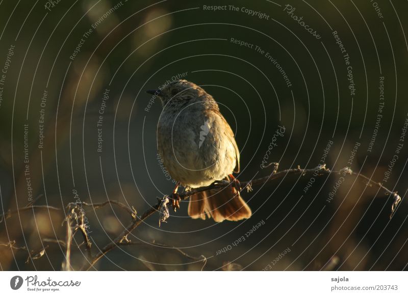 warten in der dämmerung Umwelt Natur Tier Wildtier Vogel 1 Blick sitzen Neuseeland Farbfoto Gedeckte Farben Außenaufnahme Textfreiraum rechts Abend Dämmerung