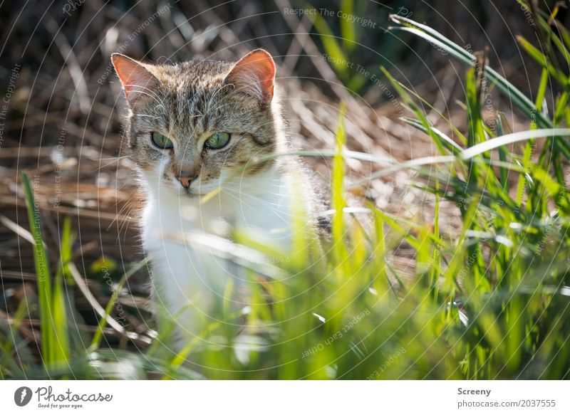 Was ist da los? Natur Pflanze Tier Frühling Sommer Gras Sträucher Garten Park Wiese Haustier Katze 1 beobachten sitzen Neugier Gelassenheit Wachsamkeit Farbfoto