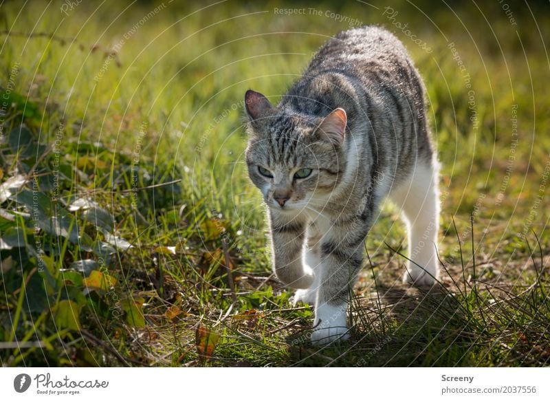 Auf Streifzügen... Natur Pflanze Tier Frühling Sommer Schönes Wetter Garten Park Wiese Haustier Katze 1 beobachten laufen Gelassenheit Neugier Farbfoto