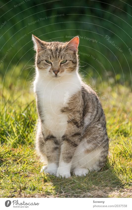 Nu schau mal an... Natur Pflanze Tier Sonne Frühling Sommer Schönes Wetter Gras Sträucher Garten Park Wiese Haustier Katze 1 beobachten sitzen Gelassenheit