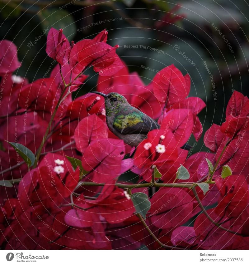 Nektarvogel Ferne Freiheit Sommer Umwelt Natur Frühling Pflanze Baum Blatt Blüte Garten Park Haustier Wildtier Vogel Tiergesicht Schnabel 1 klein nah natürlich