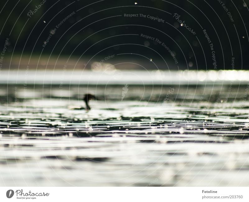 Und im Hintergrund: ein Haubentaucher Umwelt Natur Tier Urelemente Wasser Wellen Seeufer Wildtier Vogel Hintergrundbild Farbfoto Gedeckte Farben Außenaufnahme