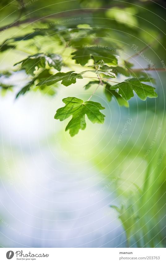 Frühlingsgemüse Natur Sommer Blatt Wildpflanze Ahorn blau grün Frühlingsgefühle Idylle Leichtigkeit Umweltschutz Wachstum Strukturen & Formen Sonnenlicht