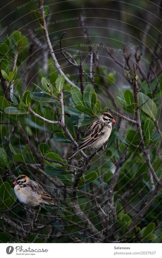 Streithälse Freiheit Umwelt Natur Baum Sträucher Blatt Geäst Garten Park Tier Wildtier Vogel Tiergesicht Flügel Witwenvogel 2 Tierpaar Kommunizieren