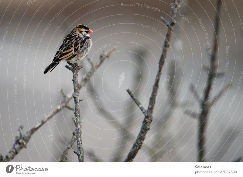 Moppelchen Umwelt Natur Herbst Winter Pflanze Ast Garten Park Tier Wildtier Vogel Tiergesicht Flügel gefiedert 1 klein nah natürlich niedlich Farbfoto