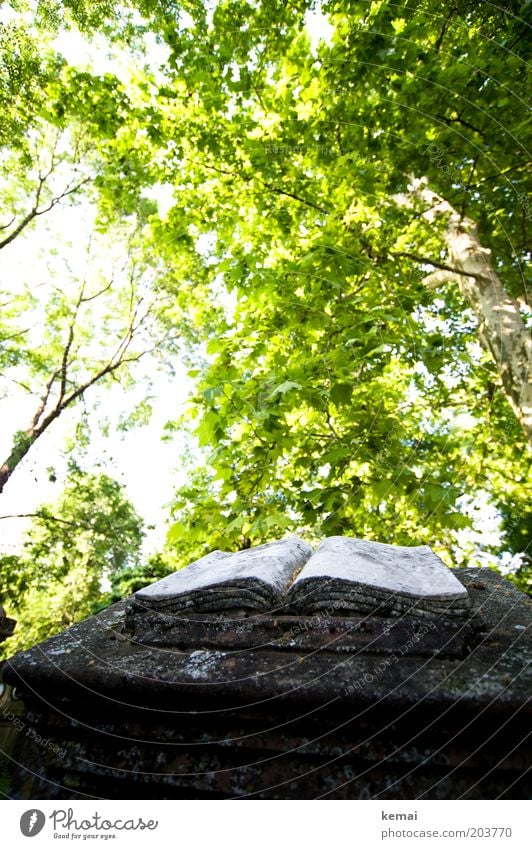 Buch der Bücher Kunst Kunstwerk Skulptur Umwelt Natur Pflanze Sonnenlicht Frühling Sommer Klima Wärme Baum Grünpflanze Wildpflanze Garten Park Friedhof