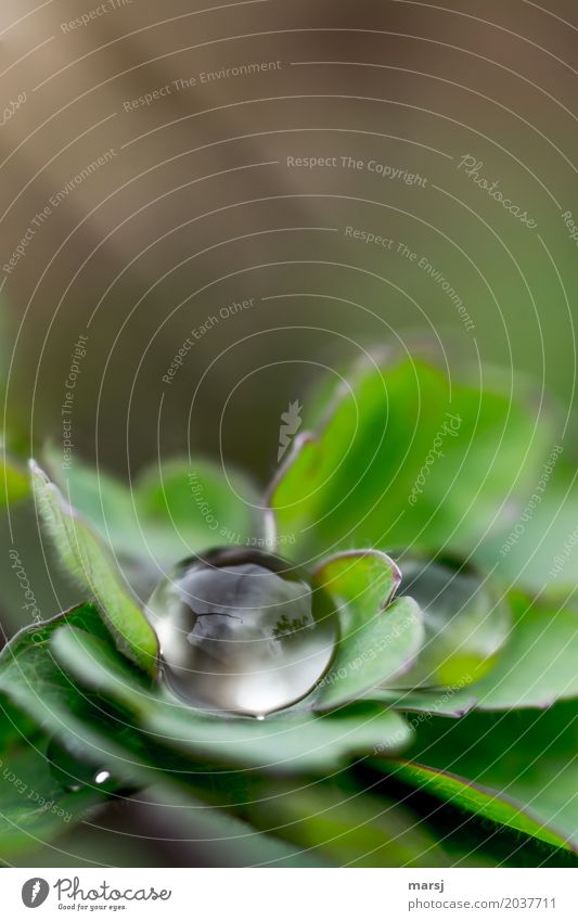 O Leben Wasser Wassertropfen Frühling Blatt elegant kalt klein nass natürlich rund grün Zufriedenheit Einsamkeit Oberflächenspannung kugelrund Erfrischung