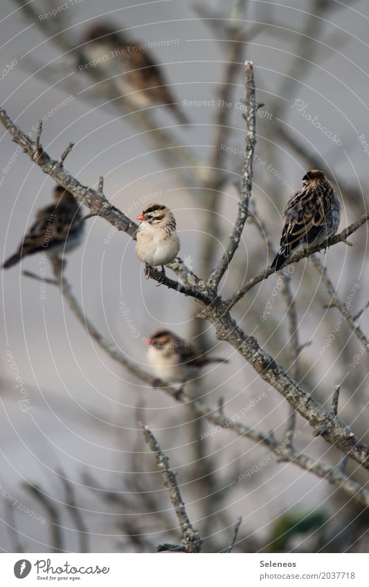 Tschiep Ferien & Urlaub & Reisen Freiheit Herbst Pflanze Baum Ast Garten Park Tier Wildtier Vogel Tiergruppe klein natürlich Farbfoto Außenaufnahme