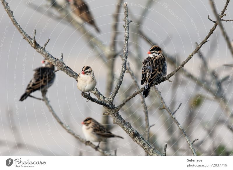 herbstliches Morgengetummel Ausflug Freiheit Umwelt Natur Baum Ast Tier Wildtier Vogel Tiergesicht Flügel Tiergruppe Schwarm beobachten Erholung frei natürlich