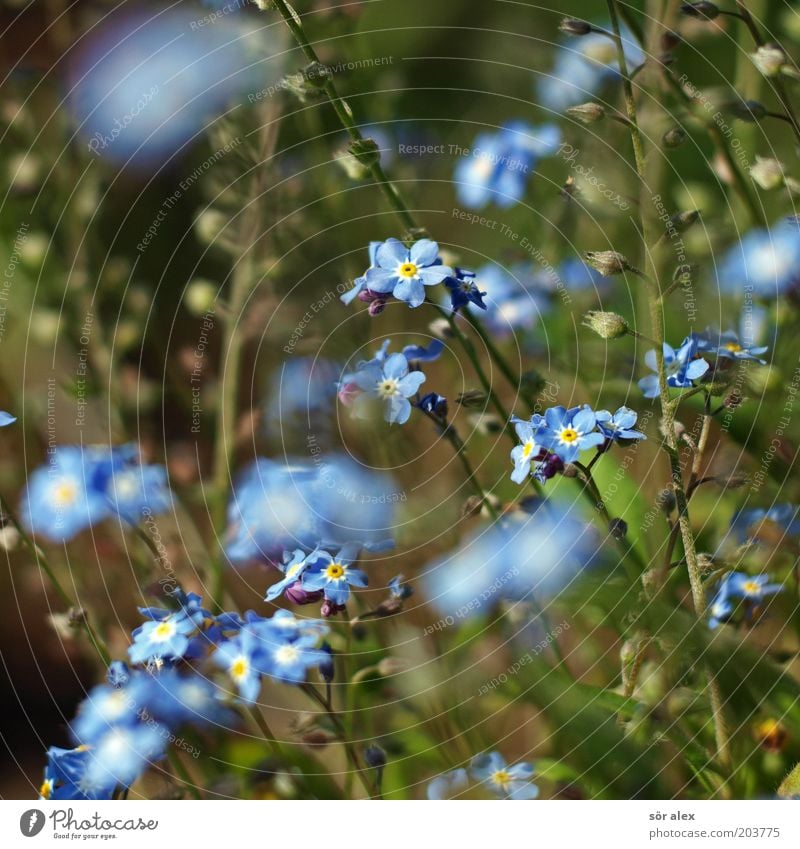 ...ohh...wie könnte ich nur? Pflanze Blume Blüte Vergißmeinnicht Blühend Kitsch schön blau grün Frühlingsgefühle sommerlich Sommer Blütenpflanze Farbfoto