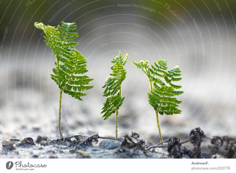 Dreierkette Umwelt Natur Pflanze Sand Farn Grünpflanze Garten frisch neu grün Umweltschutz Echte Farne 3 Wachstum Keim Trieb Jungpflanze Farbfoto Außenaufnahme