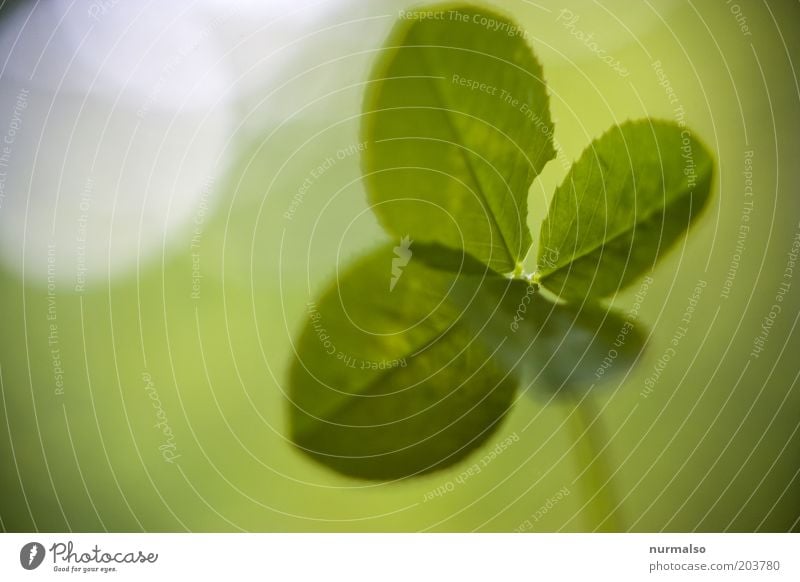 dann wünsche ich mal viel Glück Umwelt Natur Schönes Wetter Pflanze Blatt Grünpflanze Kleeblatt Glücksbringer einfach schön Gefühle Stimmung Frühlingsgefühle