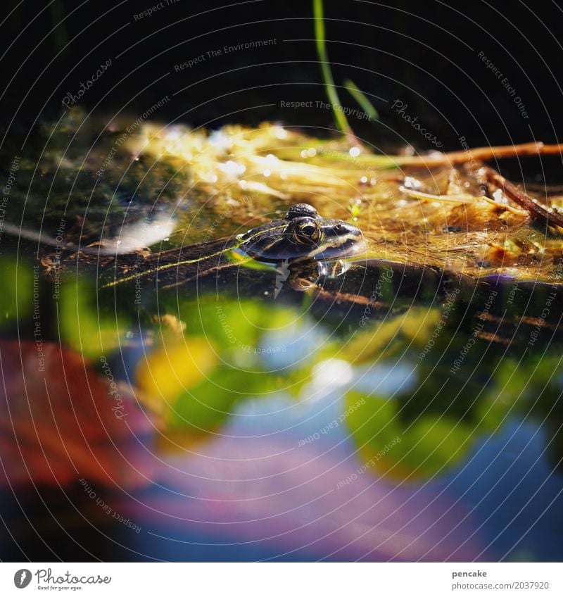 farbtaucher Wasser Frühling Sommer Schönes Wetter Pflanze Garten Teich Wildtier Frosch 1 Tier Idylle Kröte Reflexion & Spiegelung Im Wasser treiben mehrfarbig