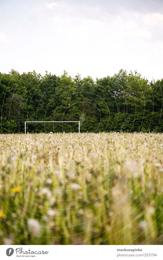 verwaister fussballplatz Freizeit & Hobby Sommer Fußball Fußballtor Wiese Wiesenblume Sportstätten Fußballplatz Menschenleer Textfreiraum oben Außenaufnahme