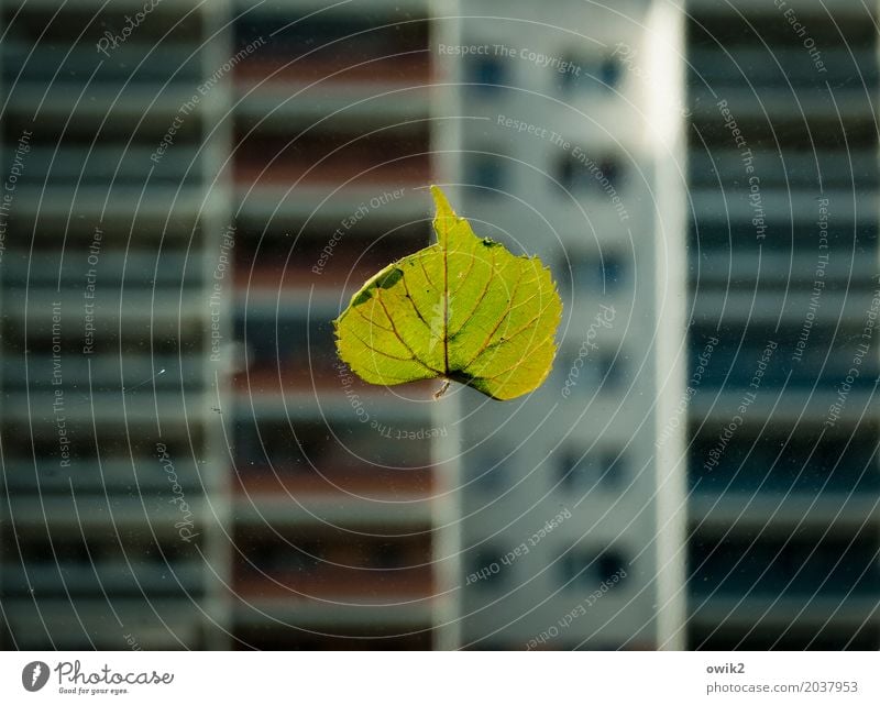 Frühling in der Platte Umwelt Natur Pflanze Schönes Wetter Blatt Hochhaus Plattenbau Mauer Wand Fassade Balkon Fenster Autofenster Fensterscheibe