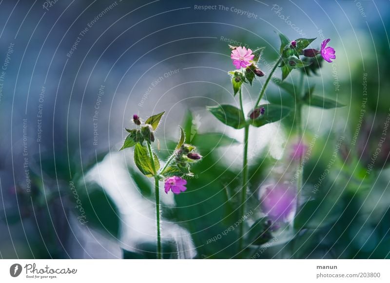 Rote Lichtnelke Natur Frühling Sommer Blume Blatt Blüte Wildpflanze schön grün rosa Frühlingsgefühle Schwache Tiefenschärfe Blühend