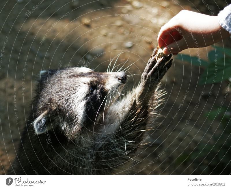 Och bitte, bitte, bitte! Mensch Kind Mädchen Kindheit Arme Hand Finger Tier Wildtier Fell Pfote hell Wärme weich Waschbär Säugetier Fressen Farbfoto