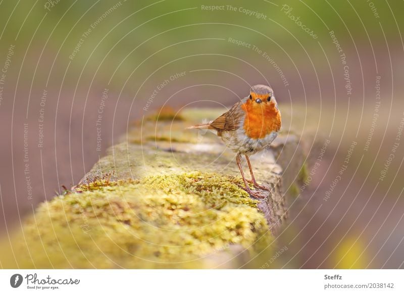 zutrauliches Rotkehlchen ist bei der Gartenarbeit immer dabei Singvogel Vogel Erithacus rubecula beobachten Nahrungssuche Futtersuche Vertrauen achtsam