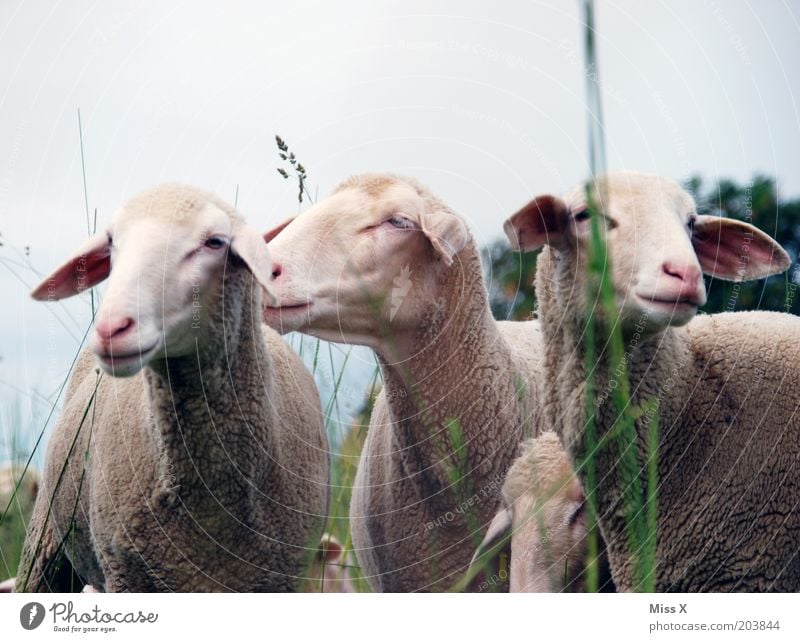 3 1/2 Grazien Natur Gras Wiese Tier Nutztier Tiergruppe kuschlig Stolz Weide Schaf Farbfoto Gedeckte Farben Außenaufnahme Menschenleer Textfreiraum oben