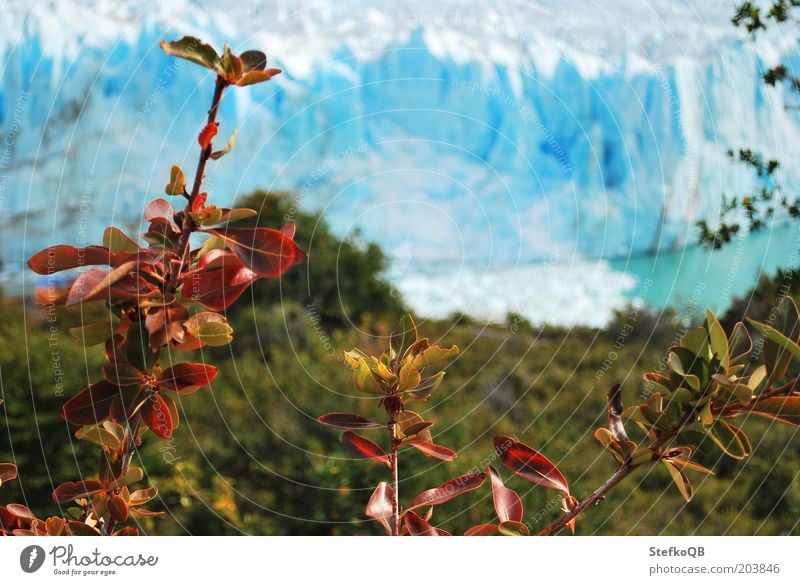 warmer Winter Umwelt Natur Landschaft Pflanze Wasser Schönes Wetter Sträucher Gletscher frei kalt natürlich blau weiß Parque Nacional de los Glaciares