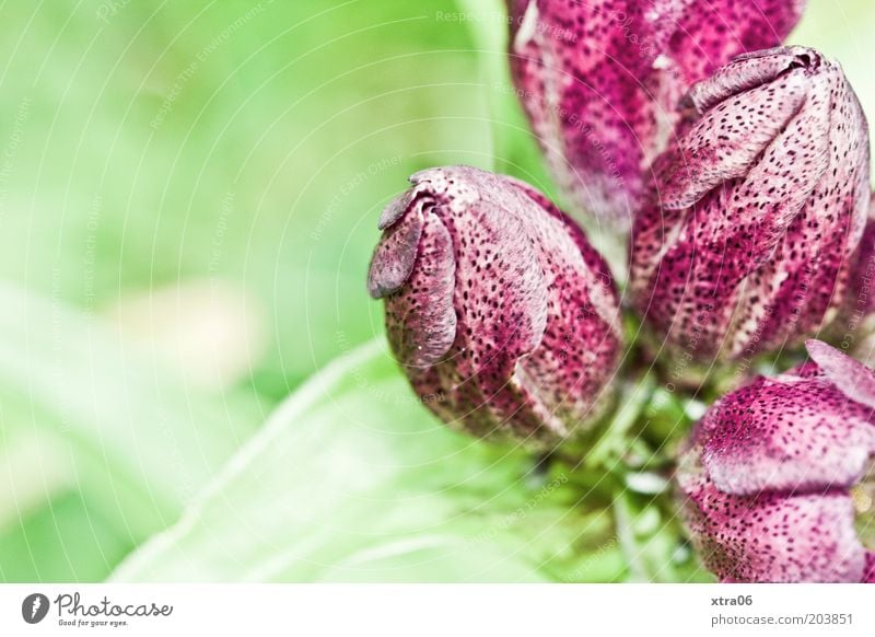 alpenblumengarten Natur Pflanze Blume Blatt Blüte ästhetisch zart Blühend Farbfoto Außenaufnahme Nahaufnahme Textfreiraum links Licht Sonnenlicht violett