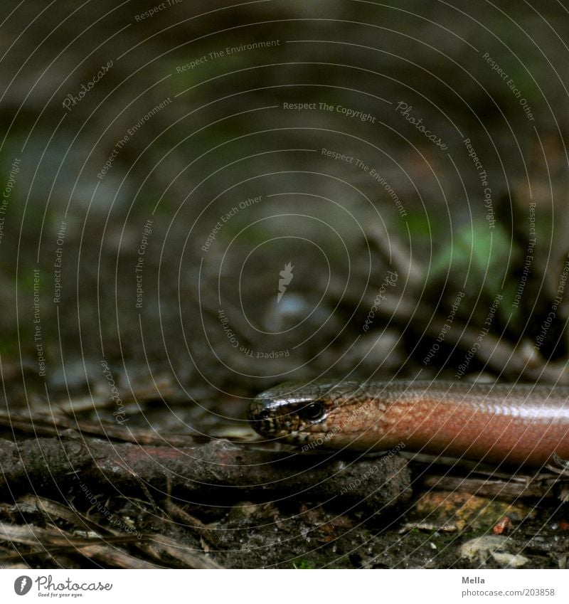 Schmidtchen Schleicher Tier Wildtier Tiergesicht Blindschleiche 1 dunkel glänzend natürlich braun Natur Umwelt schleichen Waldboden Boden Farbfoto