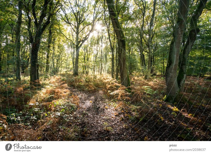 Zauberwald Umwelt Natur Landschaft Pflanze Erde Sonne Sonnenlicht Frühling Schönes Wetter Baum Sträucher Farn Grünpflanze Buche Laubbaum Laubwald Wald Wärme