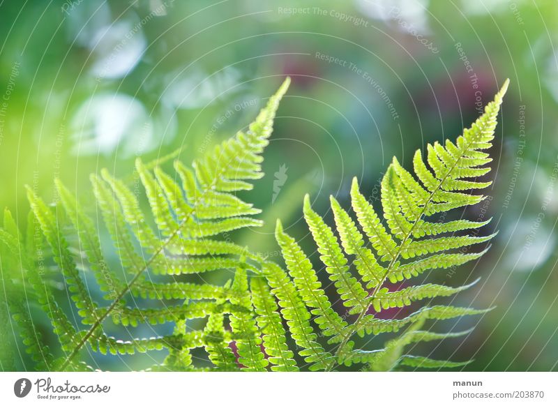 Farnflimmern Natur Frühling Sommer Pflanze Sträucher Grünpflanze ästhetisch hell schön Umweltschutz Farbfoto Nahaufnahme Strukturen & Formen Textfreiraum oben