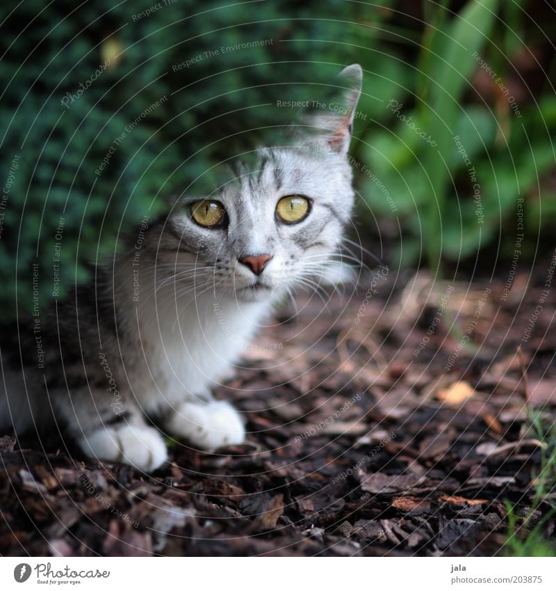 ängstlich Pflanze Garten Tier Katze Tiergesicht 1 Schutz Angst Schüchternheit Farbfoto Außenaufnahme Menschenleer Tag Auge Boden hocken Hecke unsicher grau