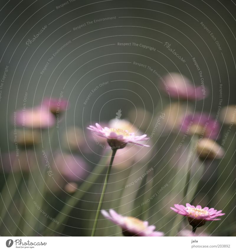 flora Natur Sommer Pflanze Blume grün rosa Farbfoto Außenaufnahme Menschenleer Textfreiraum oben Tag Starke Tiefenschärfe Blüte Blühend Blumenwiese