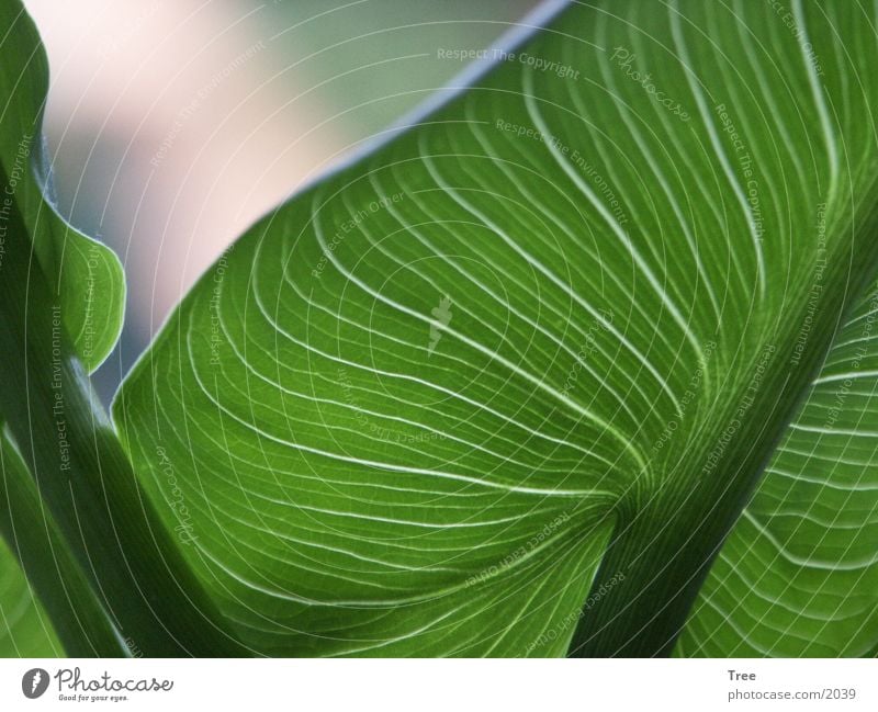 Leaf Blatt Licht Makroaufnahme