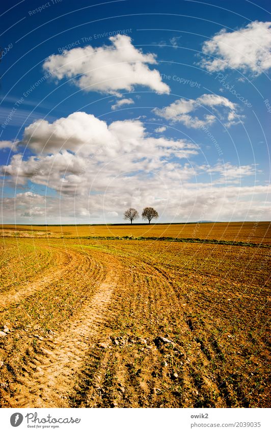 Übern Acker Umwelt Natur Landschaft Erde Luft Himmel Wolken Horizont Frühling Klima Schönes Wetter Baum Feld stehen Zusammensein trocken geduldig ruhig