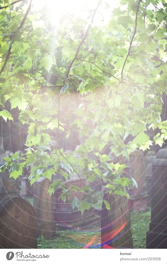 Leuchten Umwelt Natur Pflanze Sonne Sonnenlicht Sommer Klima Schönes Wetter Wärme Baum Blatt Grünpflanze Wildpflanze Ast Zweig Garten Park Friedhof