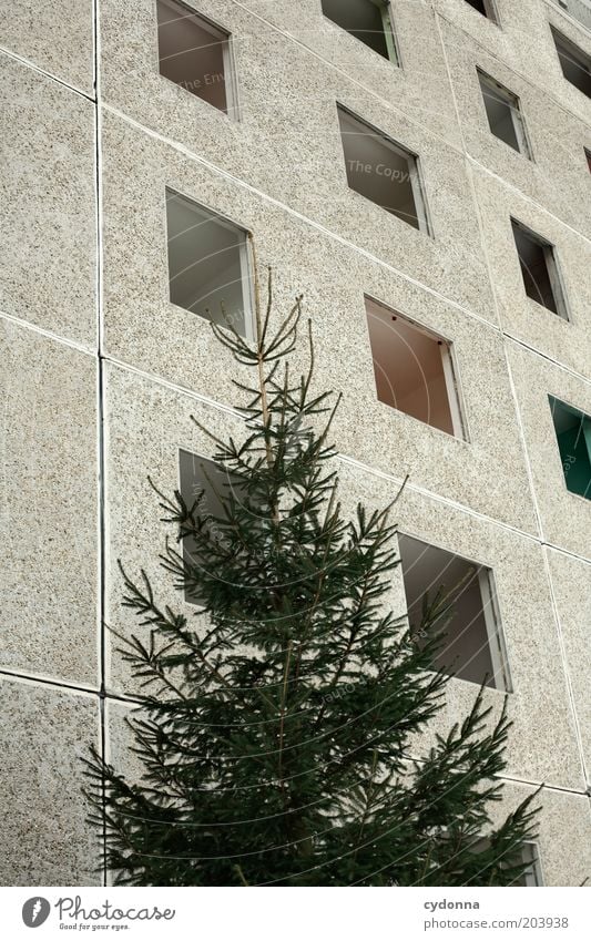 Nix in der Platte hab'n Baum Architektur Mauer Wand Fassade Fenster ruhig stagnierend Verfall Vergangenheit Vergänglichkeit Wandel & Veränderung Zeit Plattenbau